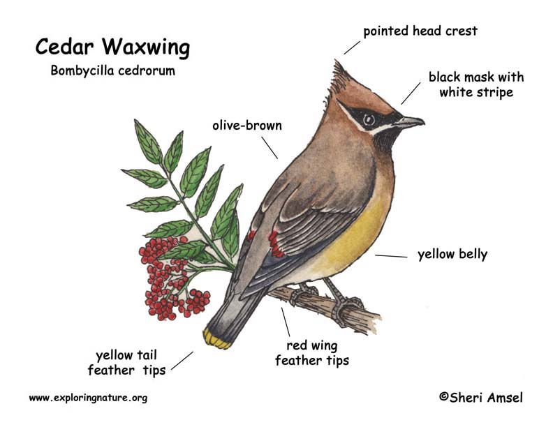 Waxwing (Cedar)