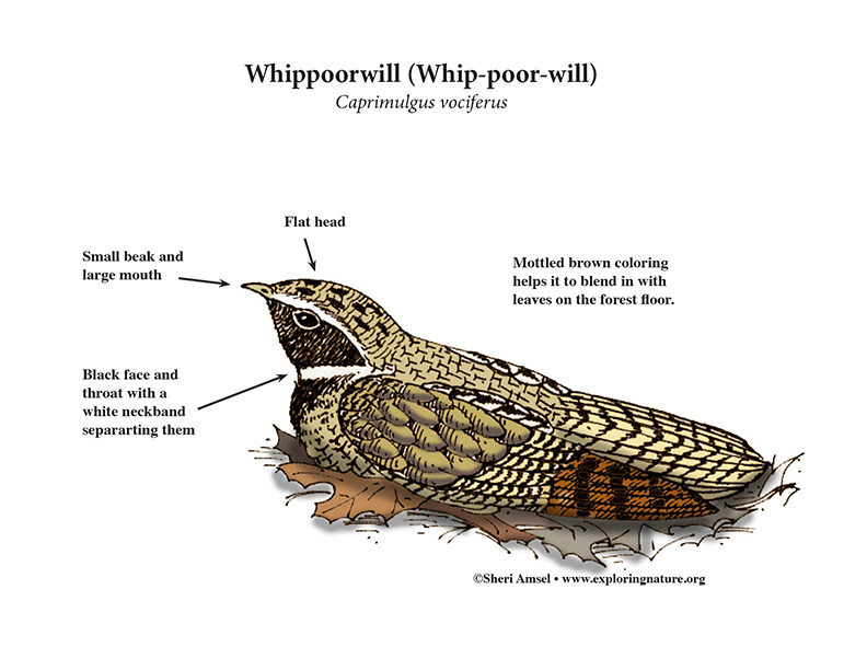 whippoorwill-color-diagram