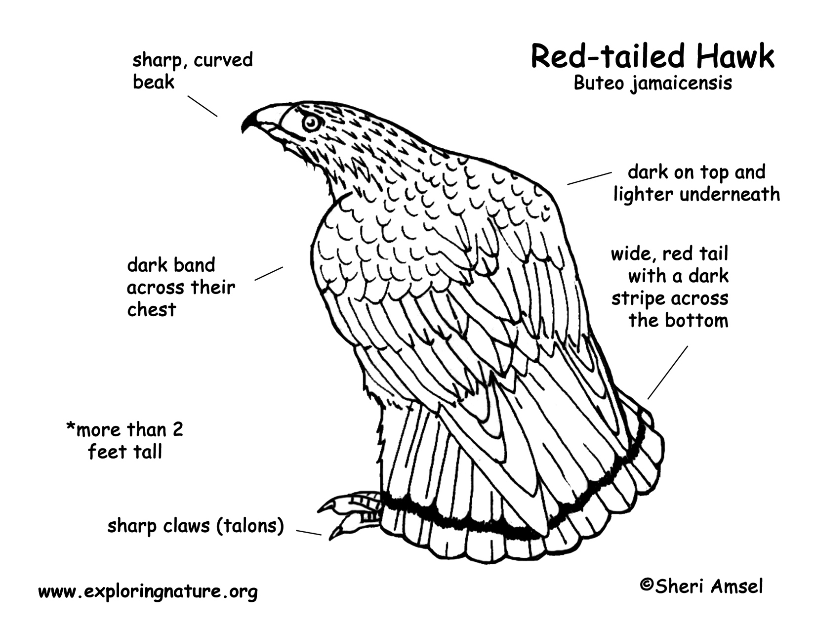 labeled body parts of a hawk