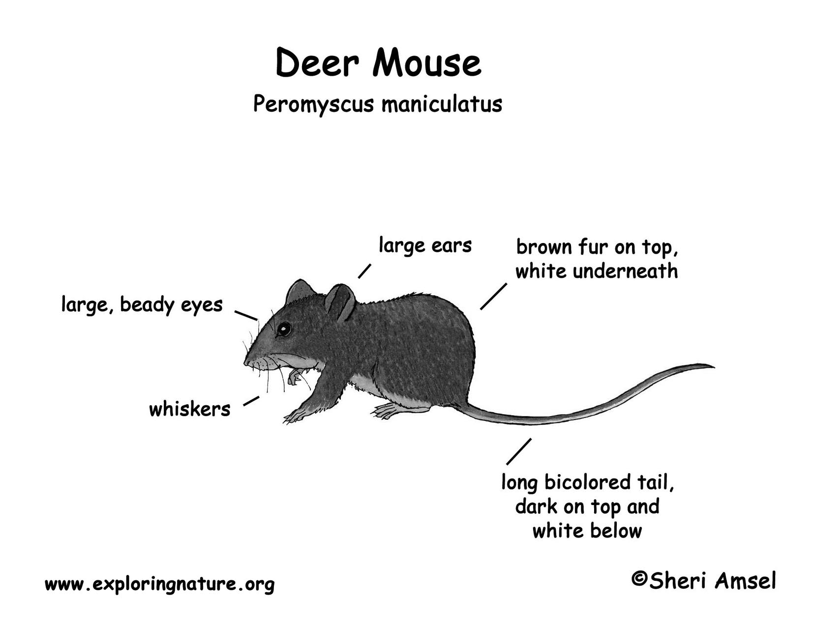 deer mice habitat