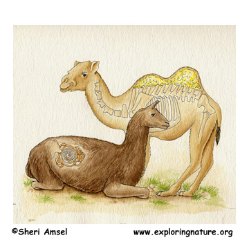 camels humping
