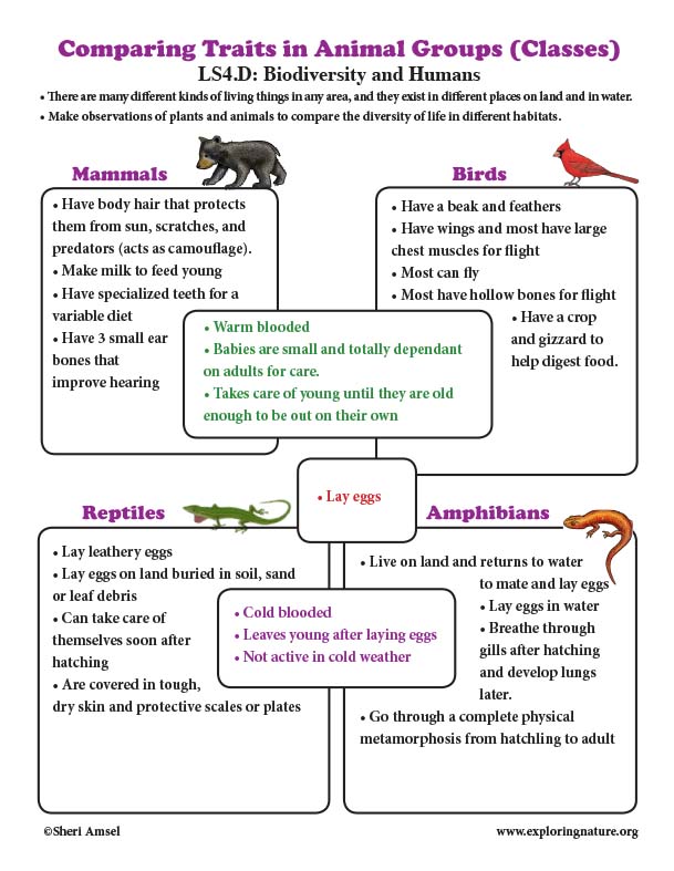 Comparing Traits In Animal Groups Classes Poster