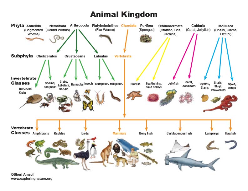 Царство животные схема
