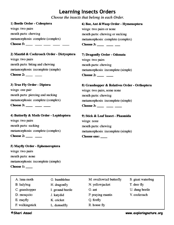 Insect Traits and Orders - Matching Test