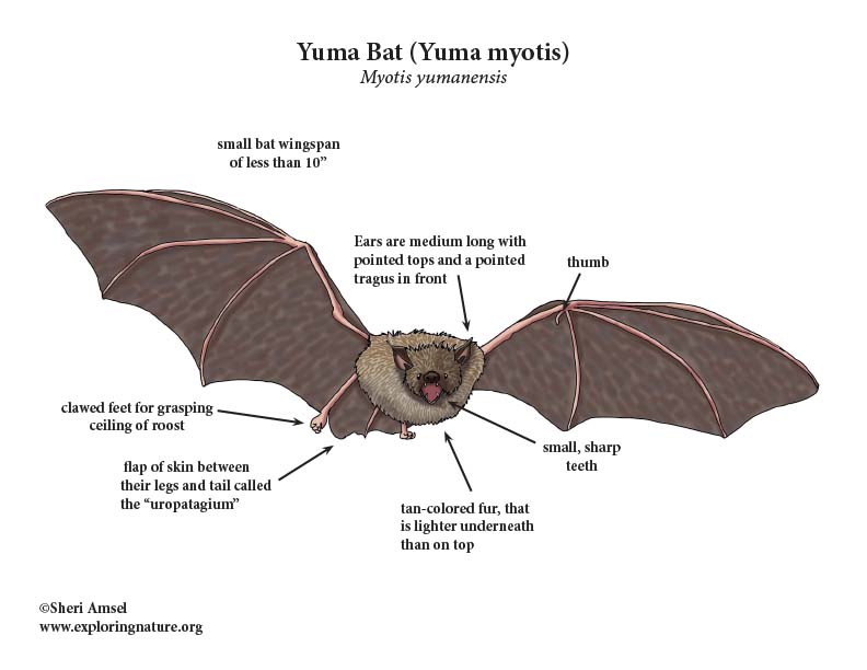 Bat (Yuma Myotis)