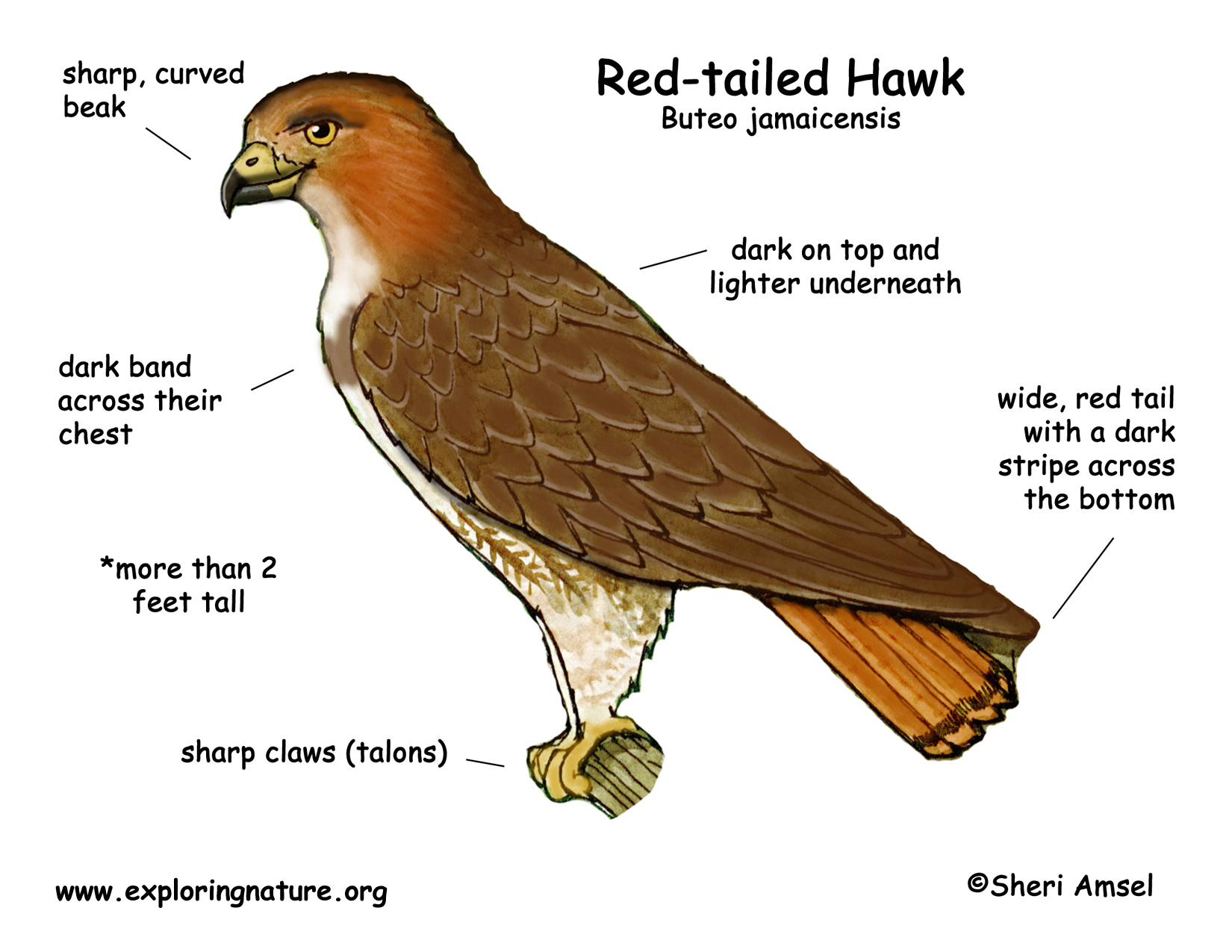 Hawk Redtail Color Diagram 