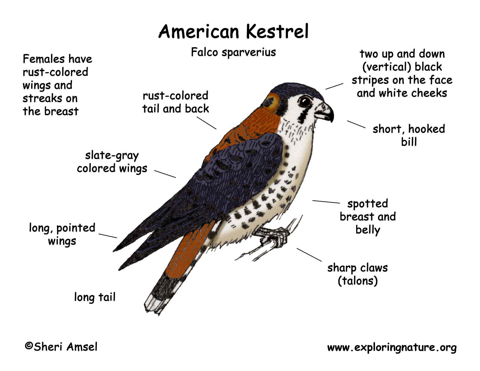 Kestrel (American)