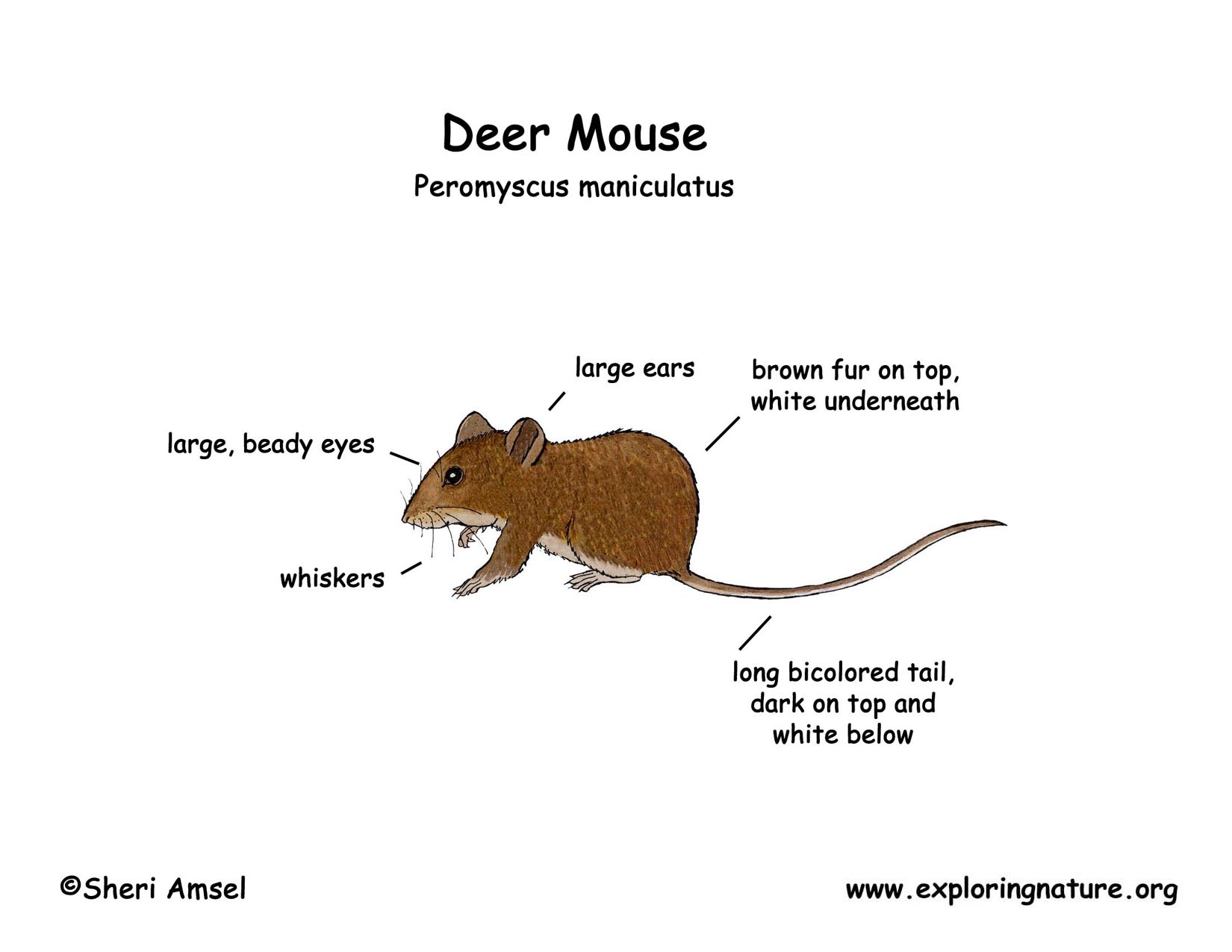 Mouse (Deer)