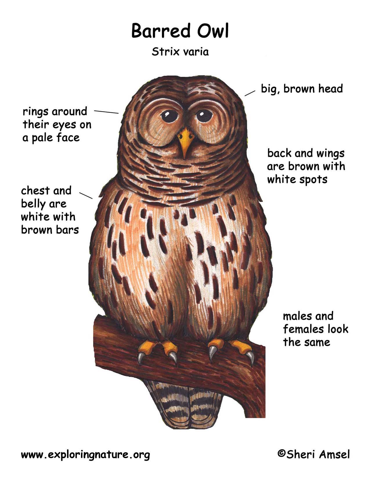 Owl (Barred)