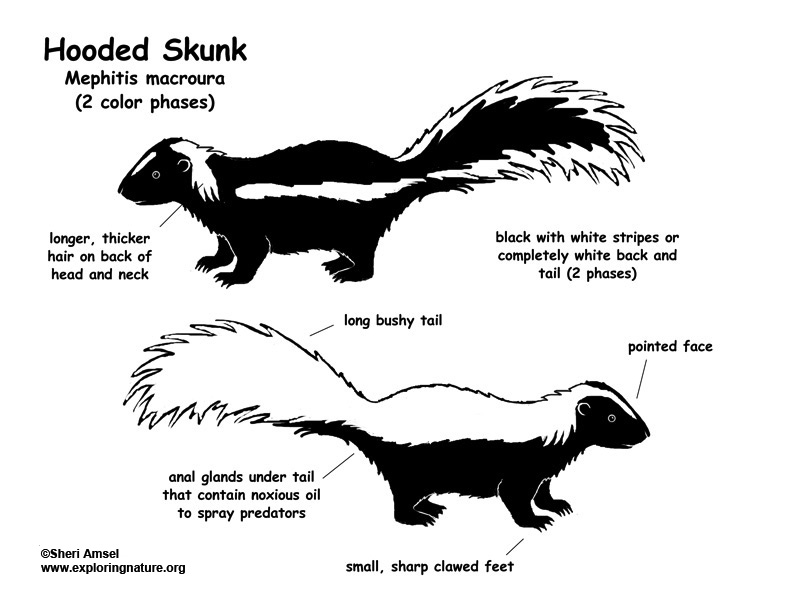 white skunk with black stripe