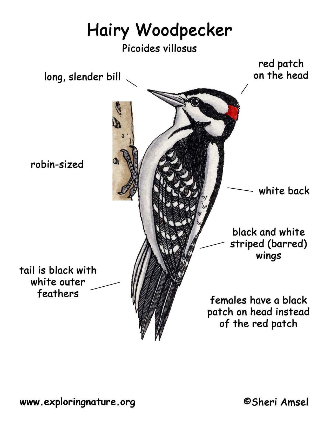 Woodpecker (Hairy)