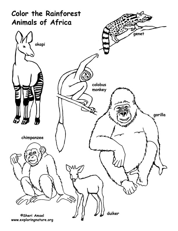Download Rainforest (African) Animals Coloring Page