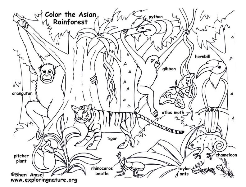 Rainforest (Asian) Coloring Page