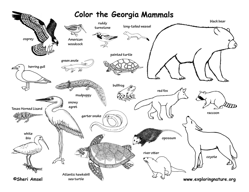 Wetland Animals Coloring Page Sketch Coloring Page