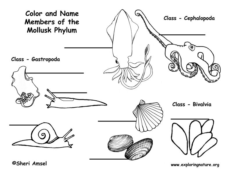 Mollusks (Animals of the Phylum Mollusca) Labeling Page