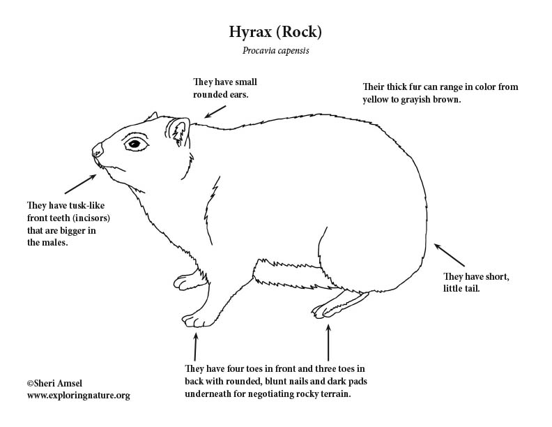 Hyrax (Rock) Coloring Page