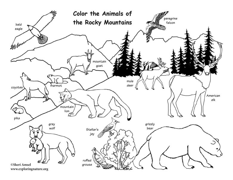 21+ Rocky Mountain Animals Coloring in 2021 | Animals, Habitats, Color