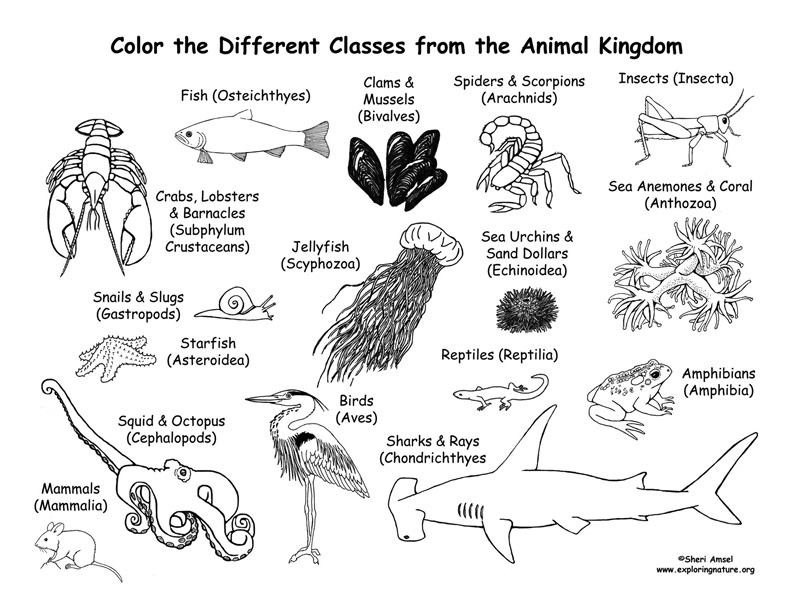 Animals From Every Class of the Animal Kingdom Coloring Page