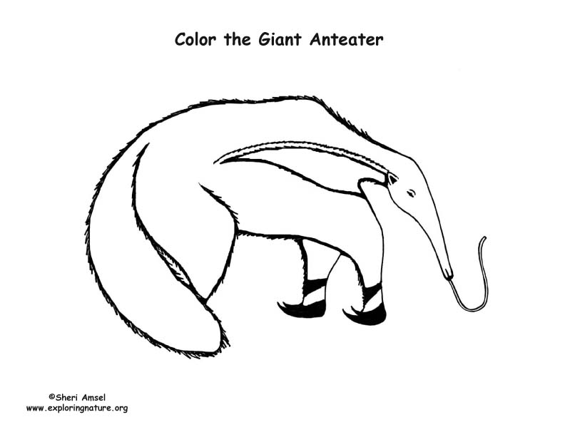 anteater coloring pages