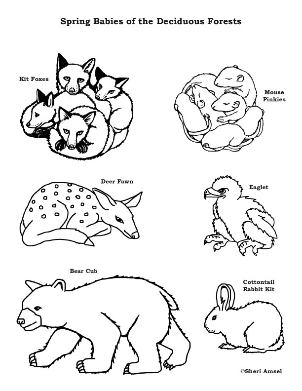 Download Baby Animals of the Deciduous Forest Coloring Page