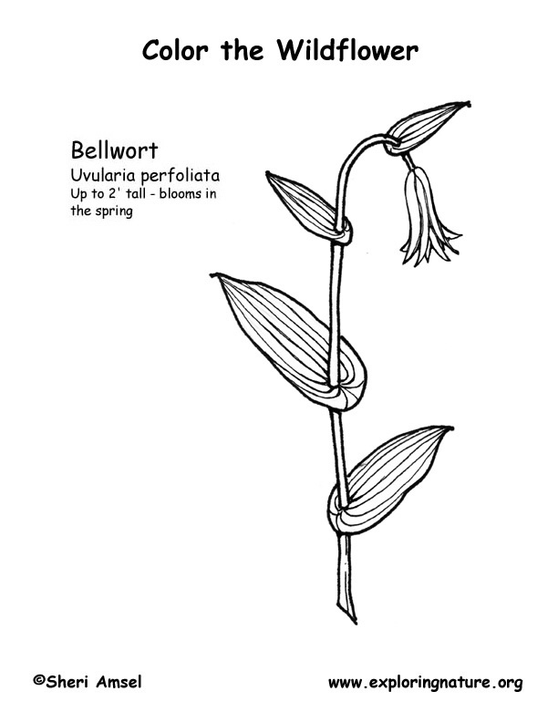 Bellwort Coloring Page