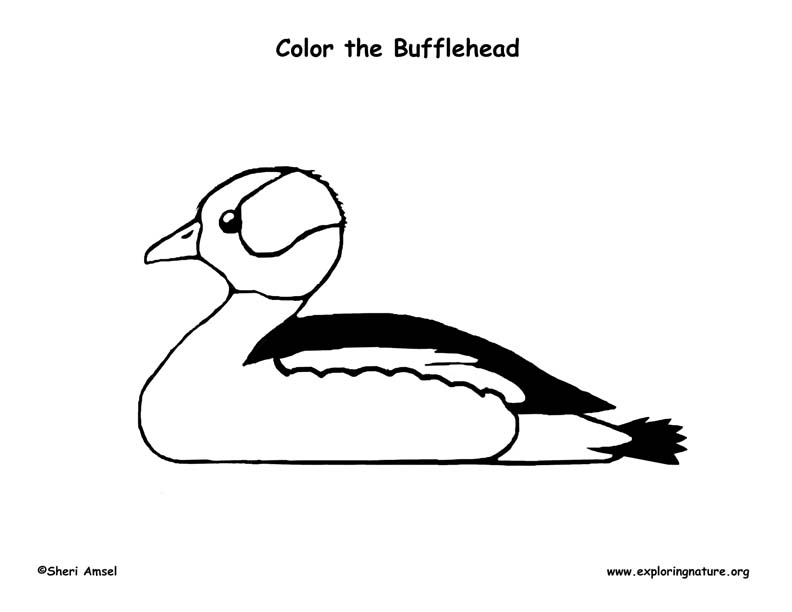 Download Duck (Bufflehead) Coloring Page