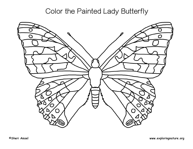 butterfly painted lady coloring