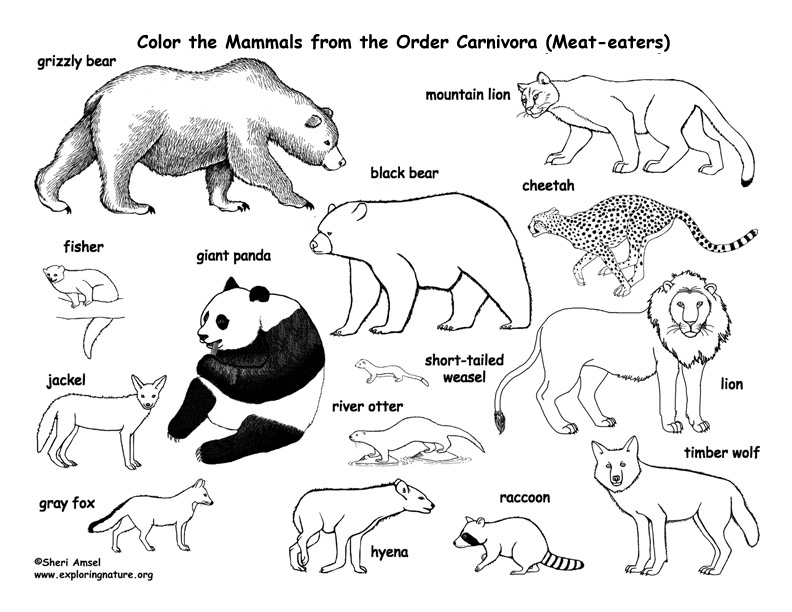 Carnivores Animals Drawing Sketch Coloring Page