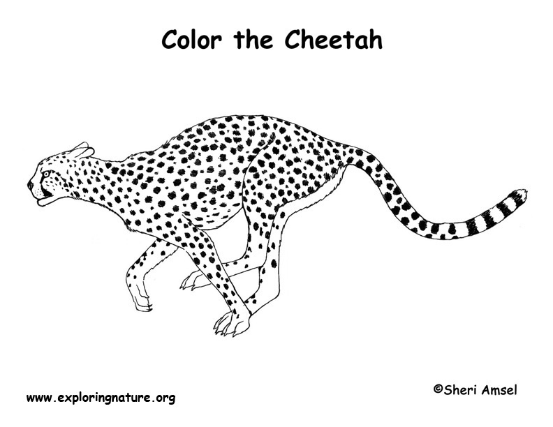 cheetah pictures to color