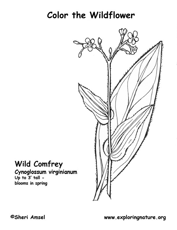 Comfrey (Wild) Coloring Page