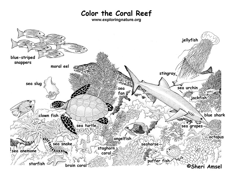 Coral Reef (Labeled) Coloring Page