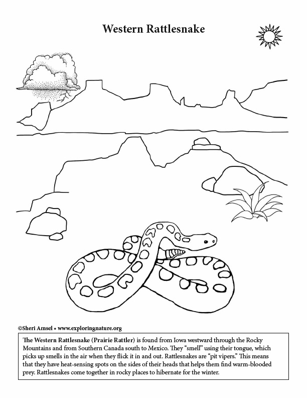 rattlesnake coloring pages
