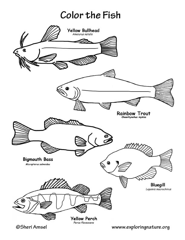 Fish (Freshwater) Coloring Page