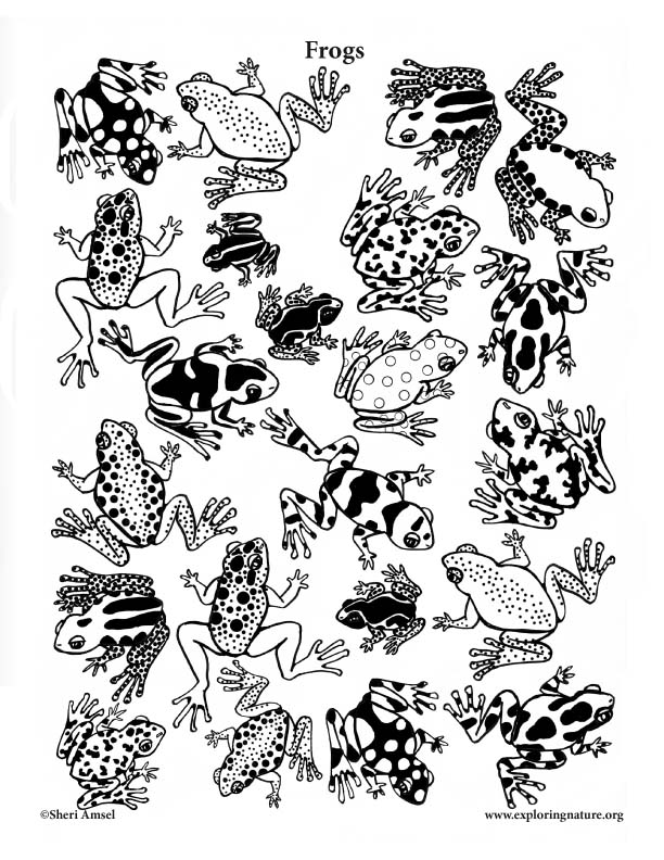 Frogs (Assorted) Coloring Page