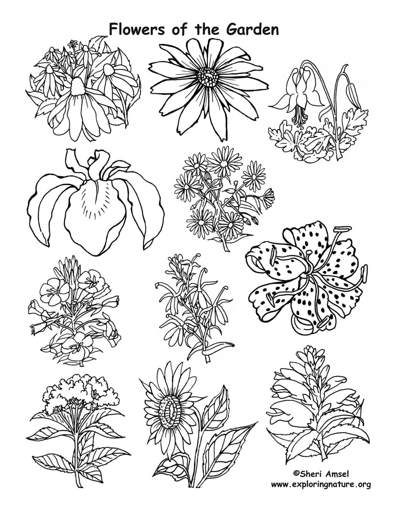 Download Flowers of the Garden Coloring Page