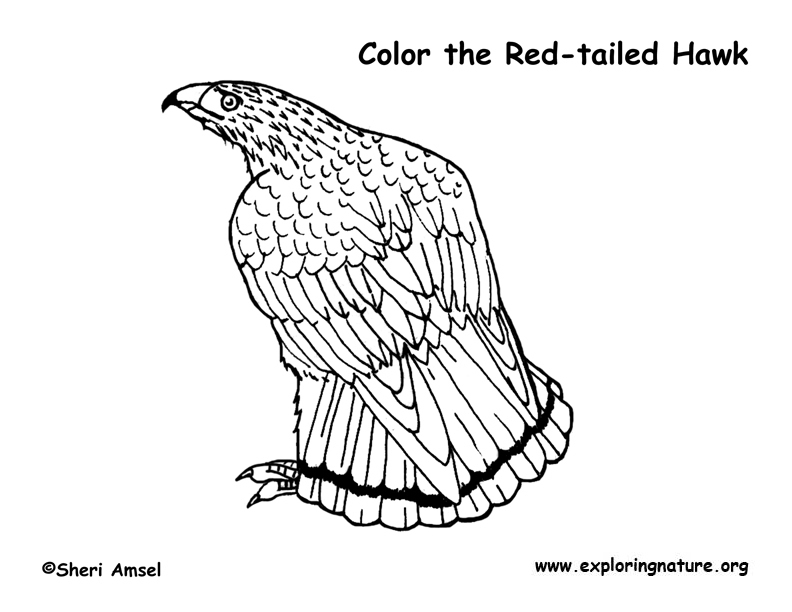 hawk coloring printable