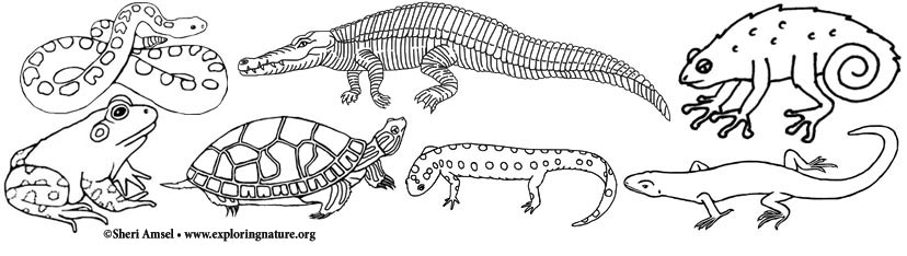 Amphibian and Reptile Coloring Pages