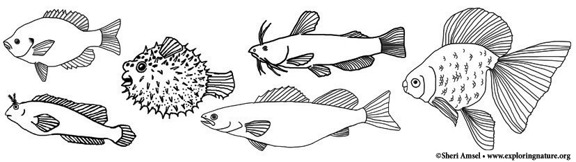 river fish coloring pages