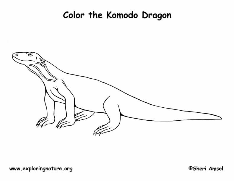 Komodo Dragon Coloring Pages Bearded Indonesian Drawing Lizard Clip ...