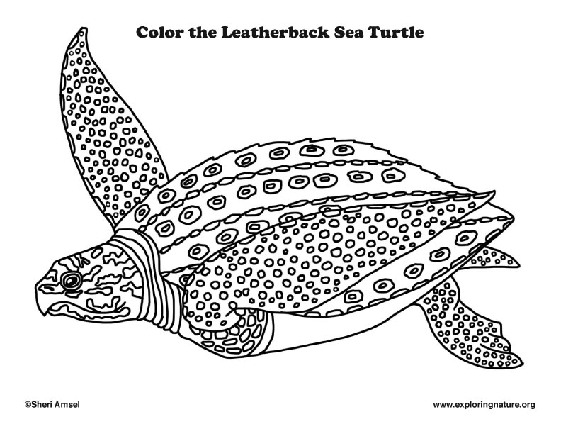 Sea Turtle (Leatherback) Coloring Page
