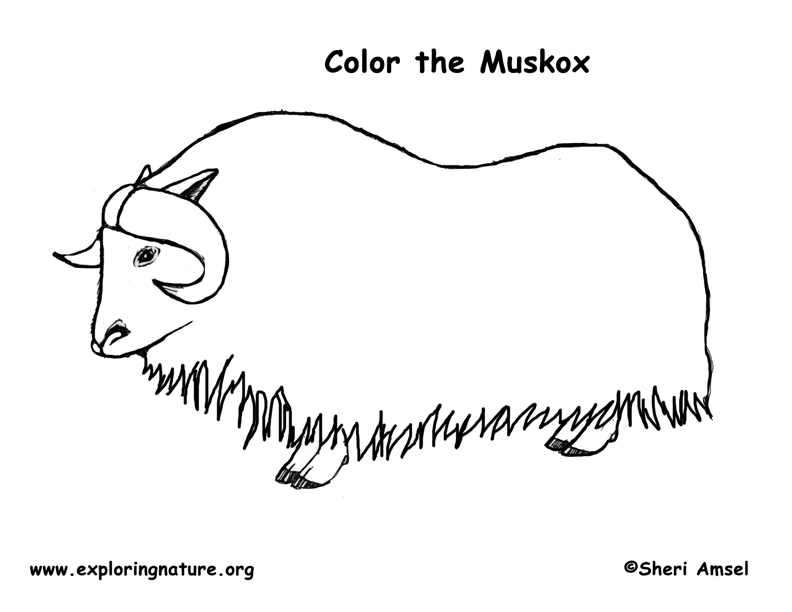 Download Musk Ox Coloring Page