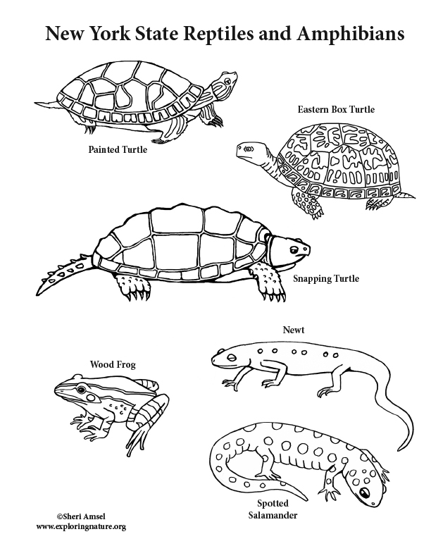 coloring pages of reptiles and amphibians