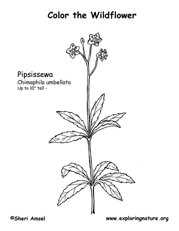 Pipsissewa Coloring Page