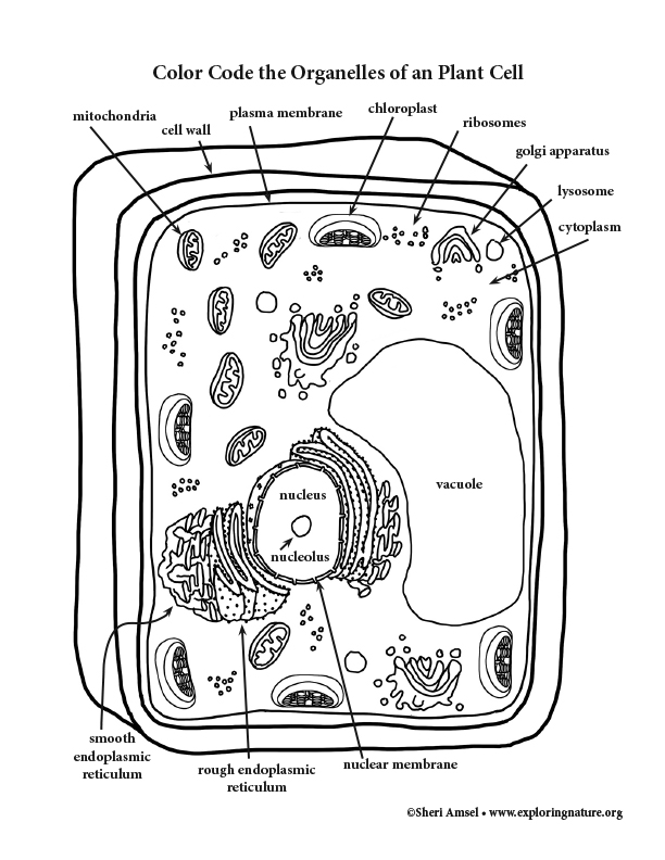 11+ Plant Cell Coloring
