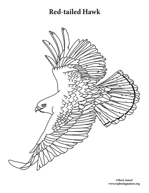 Hawk (Red-tailed) Flying Coloring Page