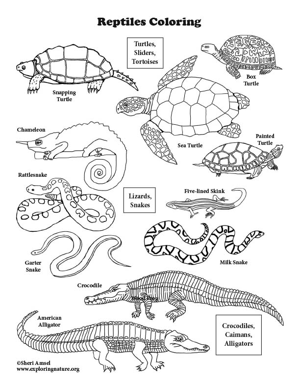 Reptiles of North America Coloring Page