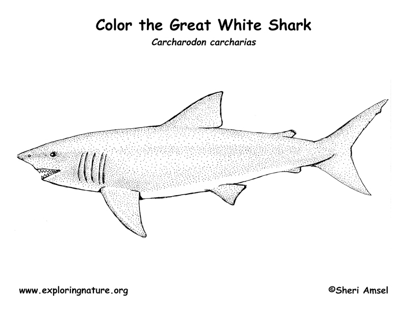 Shark (Great White) Coloring Page