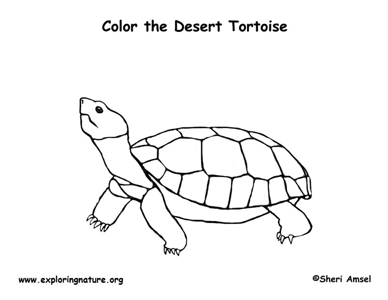Draw a green tortoise with a smooth shell