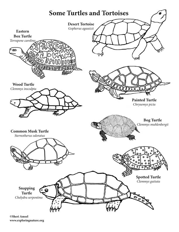 Easy Turtle Drawing and Coloring | Step by Step Simple Turtle Drawing | How  to Draw a Tortoise - YouTube