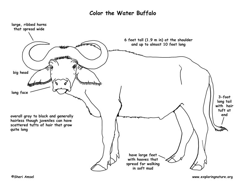 Diagram External Body Parts Of Buffalo / Pin on Homeschool 2016-2017